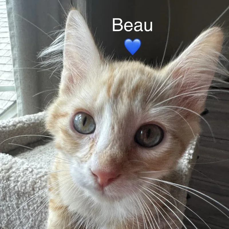 Beau thumbnail 2