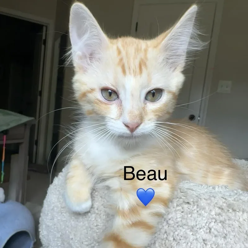 Beau thumbnail 4