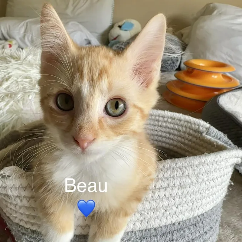 Beau thumbnail 6