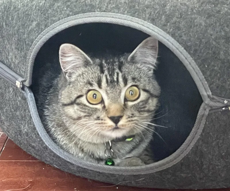 An adult large-sized male Domestic Short Hair cat named Joey for adoption in Buhl, ID