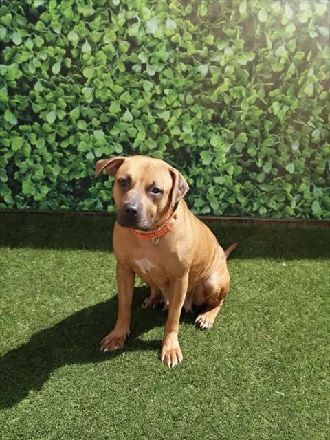 A young medium-sized female Terrier dog named Mama for adoption in Miami, FL