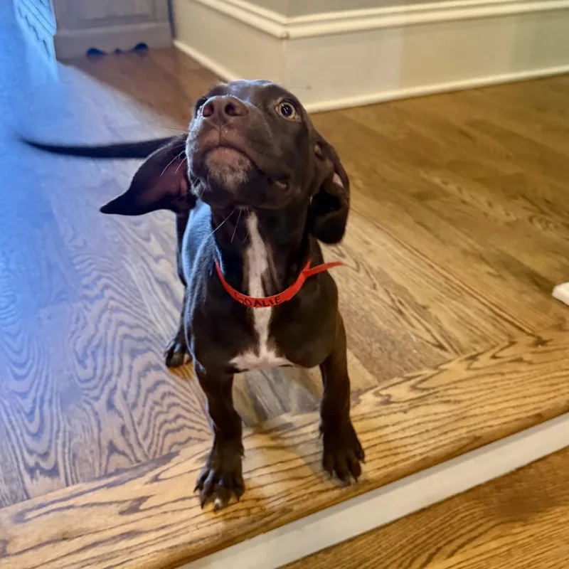 A baby medium-sized female Brown / Chocolate Mixed Breed dog named Goalie for adoption in Brownsboro, AL