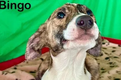 Bingo