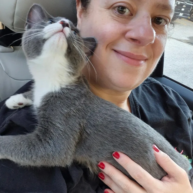 A baby medium-sized female Gray & White Domestic Short Hair cat named Olive for adoption in Houston, TX