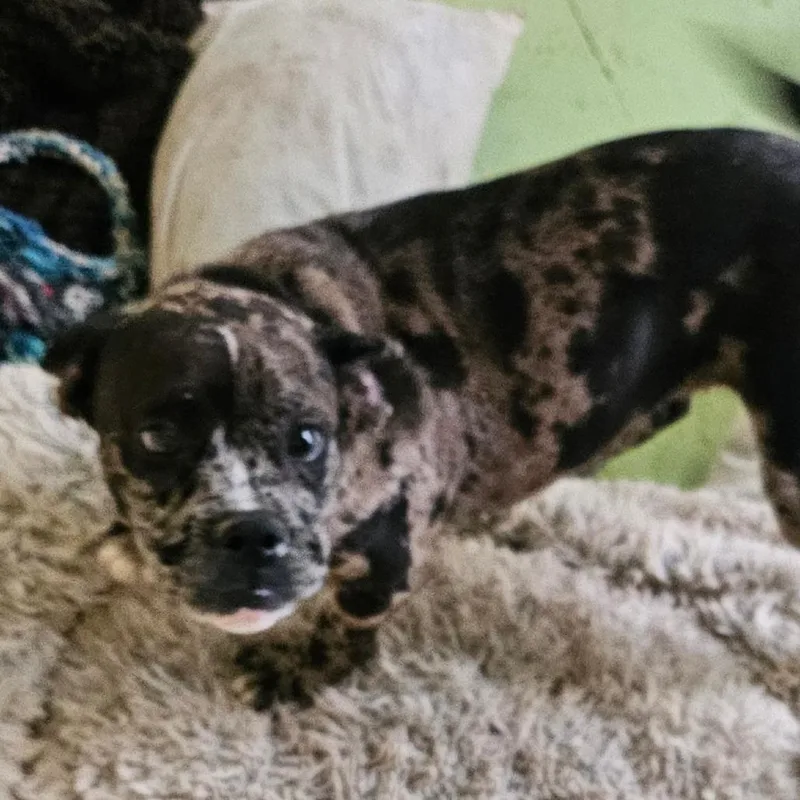 A baby medium-sized female Gray / Blue / Silver Mixed Breed dog named Gerry for adoption in Melrose, FL