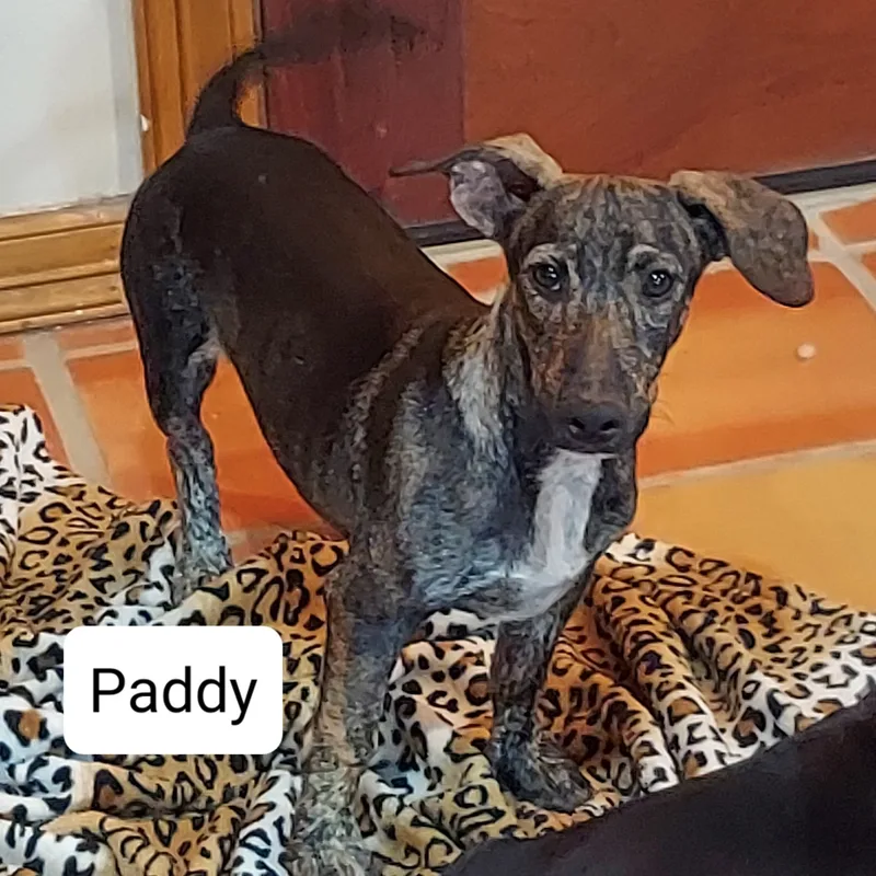 Paddy