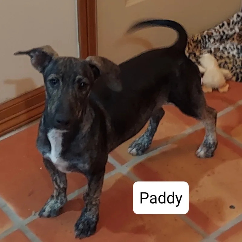 Paddy thumbnail 4