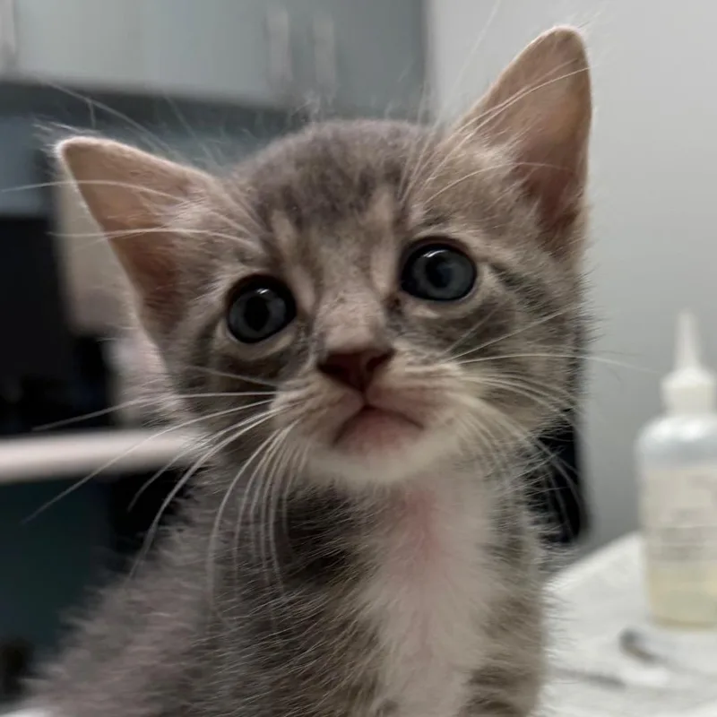 A baby small-sized female Gray / Blue / Silver Domestic Short Hair cat named Chanils for adoption in Jacksonville, FL
