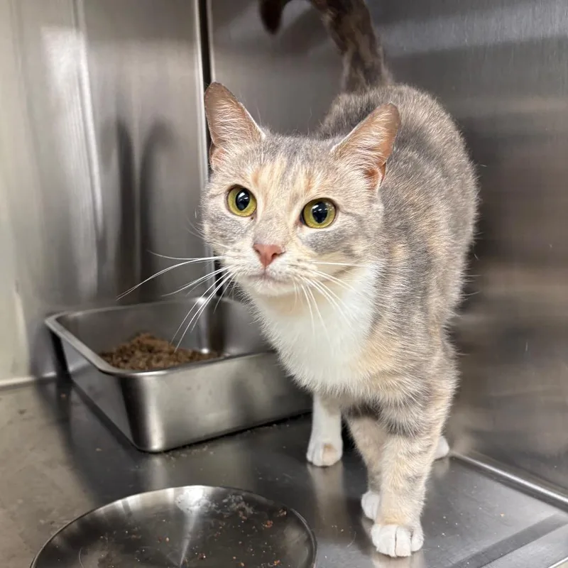 An adult medium-sized female Torbie Domestic Short Hair cat named Darby for adoption in East Smithfield , PA