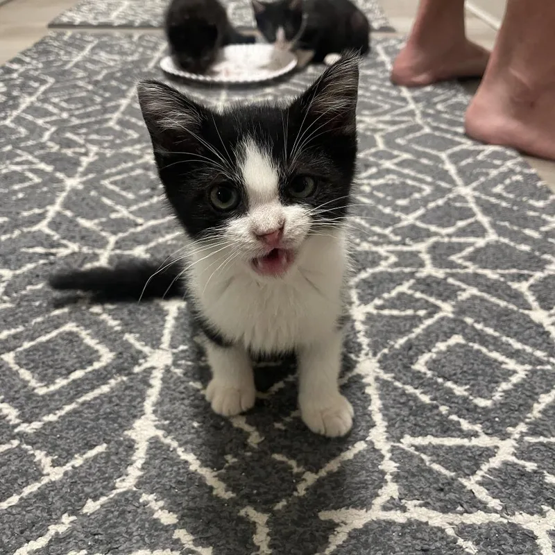 A baby small-sized male Black Domestic Short Hair cat named Oliver for adoption in Sarasota, FL