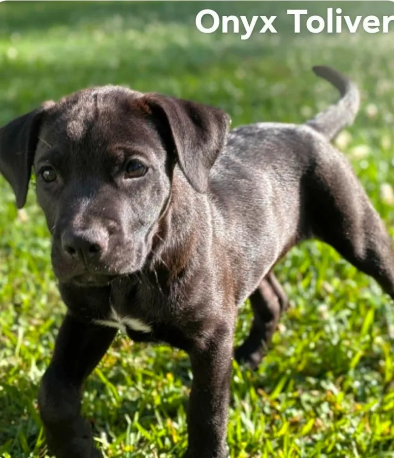 Onyx