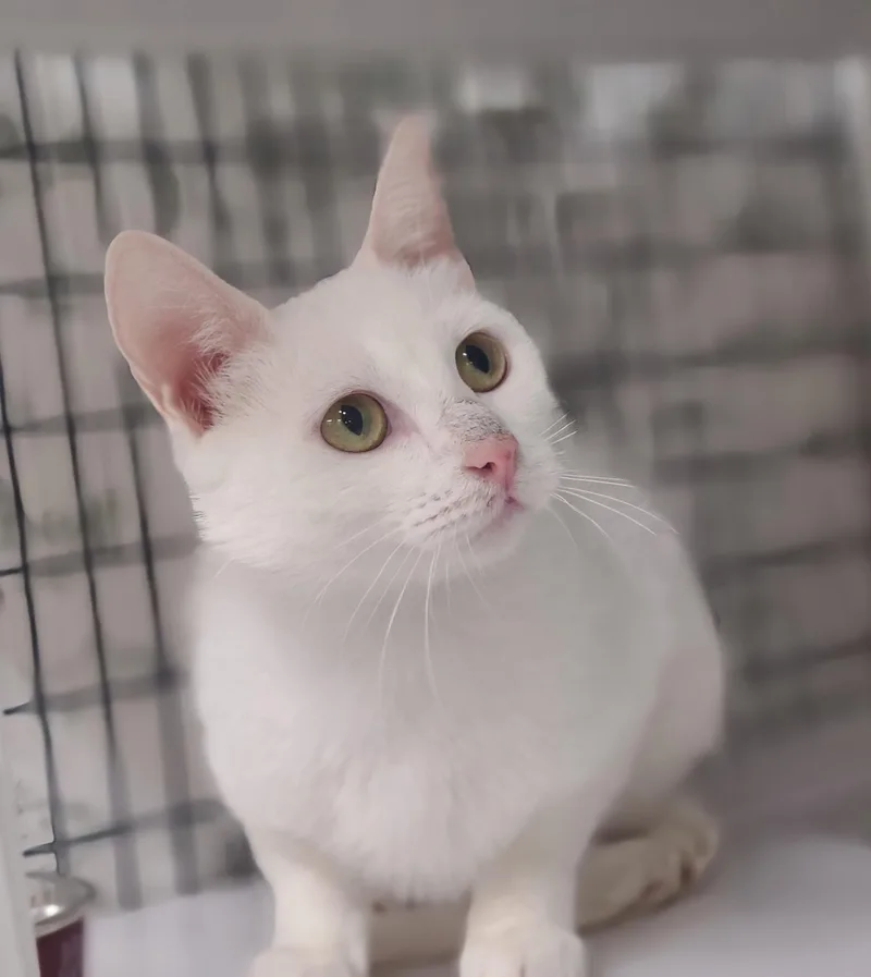 A young medium-sized female White Domestic Short Hair cat named Chappell for adoption in Kirkland, WA