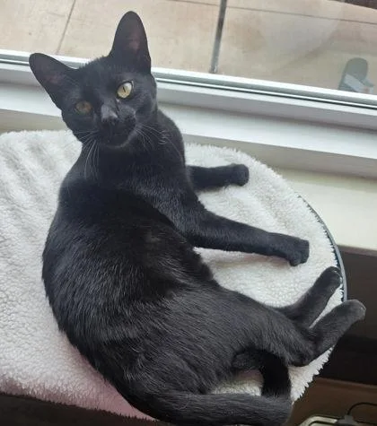 A young medium-sized female Black Domestic Short Hair cat named Frida for adoption in Warr Acres, OK