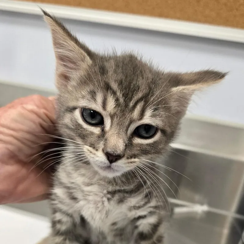 A baby small-sized male Gray / Blue / Silver Domestic Short Hair cat named Sodalite for adoption in Madisonville, TN