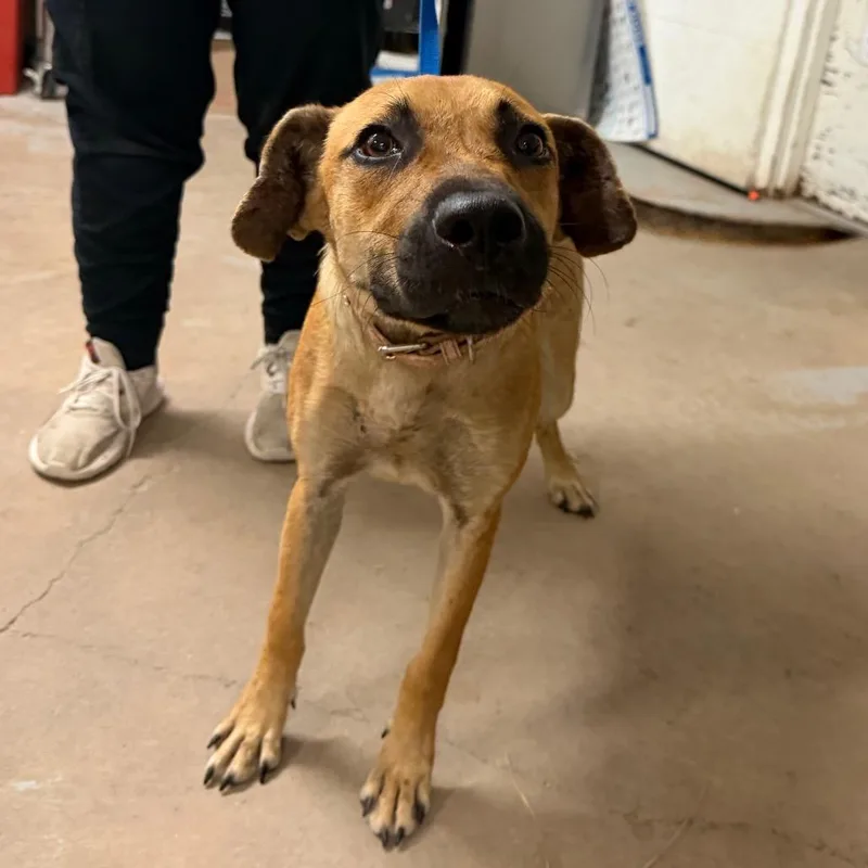 A young medium-sized female Brown / Chocolate Shepherd dog named Heaven for adoption in Edinburg, TX