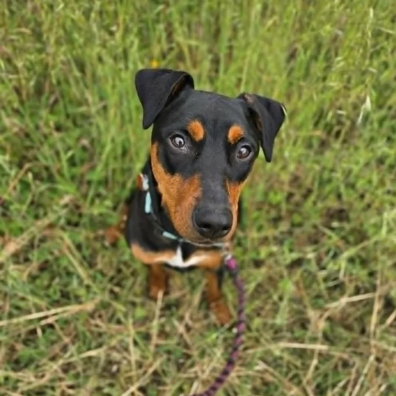 An adult large-sized female Black Doberman Pinscher dog named Lee for adoption in Grants Pass, OR