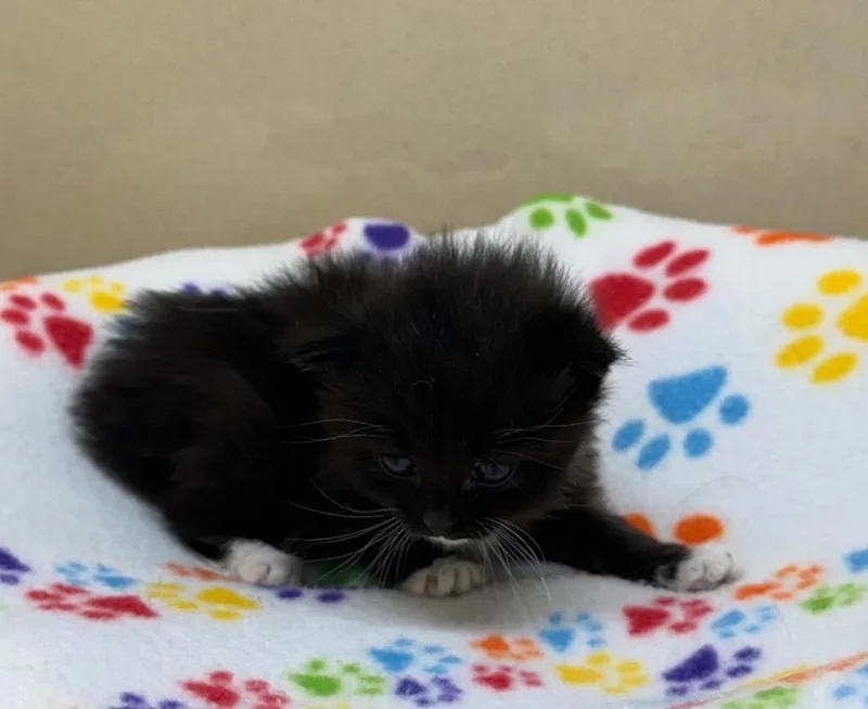 A baby small-sized male Domestic Short Hair cat named Whisper for adoption in Washington Court House, OH