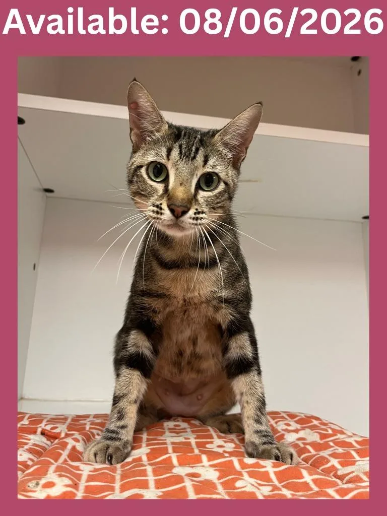 A young medium-sized female Domestic Short Hair cat named Cat Condo for adoption in Greenville, TX