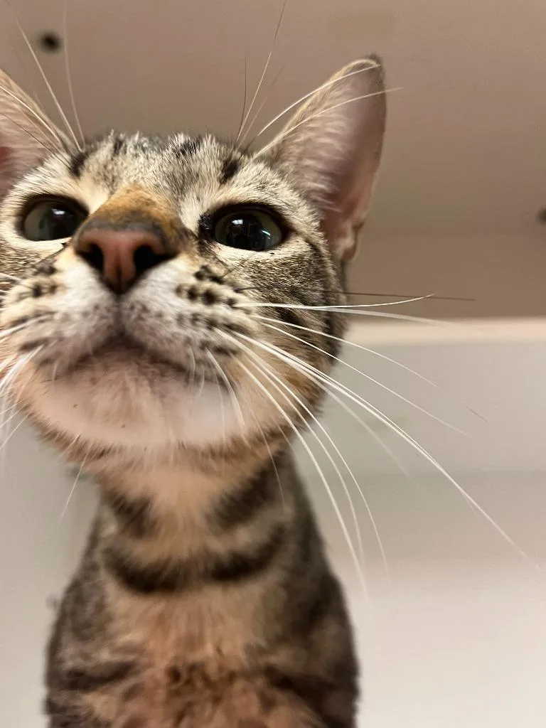 Cat Condo thumbnail 2