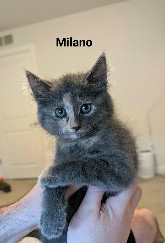 Lady Milano thumbnail 2