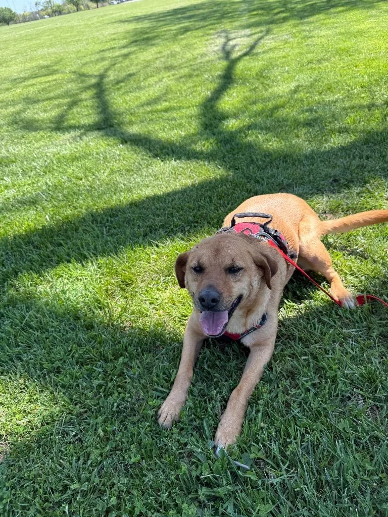 Penny