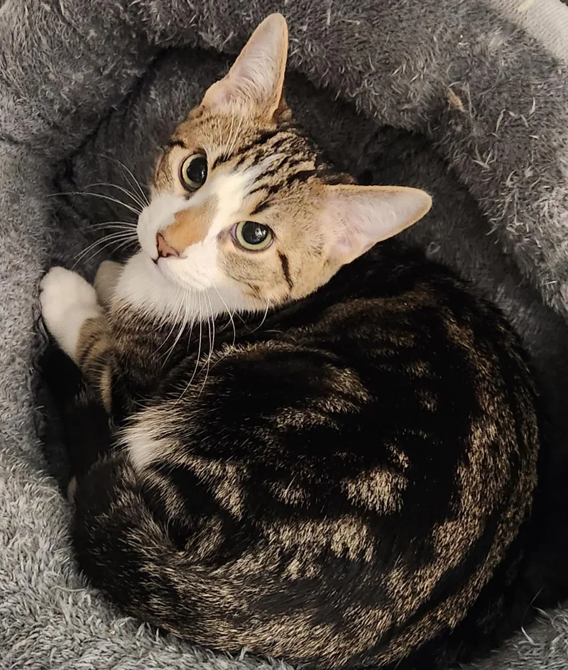 A baby small-sized male Gray & White Domestic Short Hair cat named Stormi for adoption in San Antonio, TX