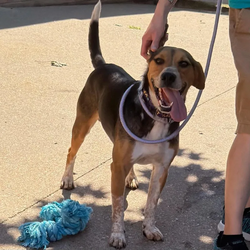 An adult medium-sized male White / Cream Coonhound dog named Frank for adoption in Springfield, MA