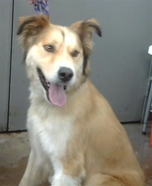 An adult large-sized male Mixed Breed dog named Apollo for adoption in Dallas, TX