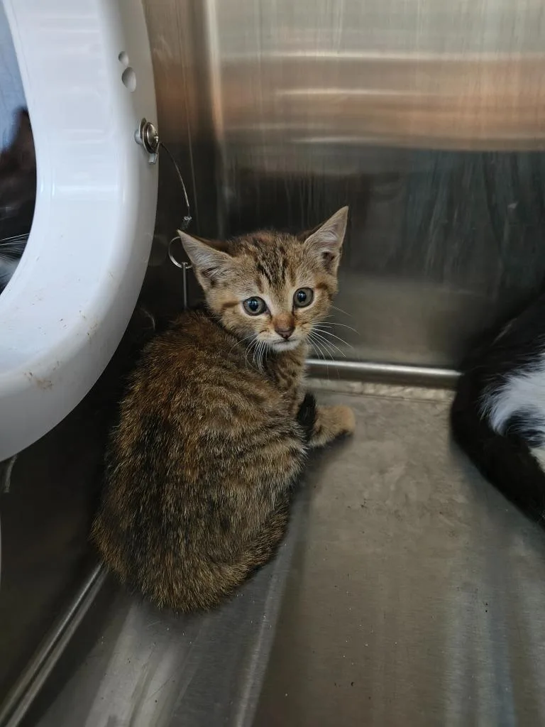 A baby medium-sized female Domestic Short Hair cat named Kitt for adoption in Maryville, TN