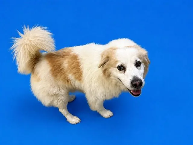 A senior medium-sized male Australian Shepherd dog named Sidney for adoption in Miami, FL
