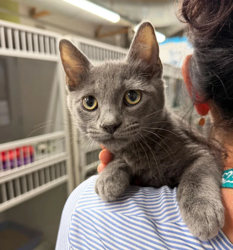 A baby small-sized male Domestic Short Hair cat named Fleep for adoption in Sacramento, CA