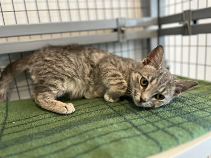 A baby small-sized male Tabby (Buff / Tan / Fawn) American Shorthair cat named Pudge for adoption in Hull, MA