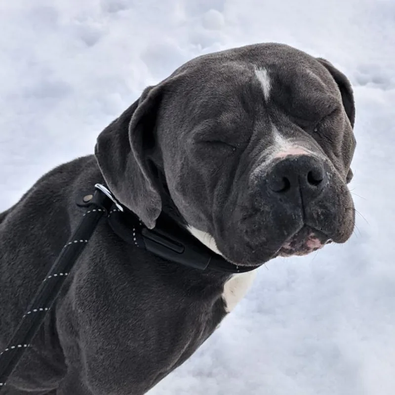 A senior medium-sized female Gray / Blue / Silver Mixed Breed dog named Lulu for adoption in Philadelphia, PA
