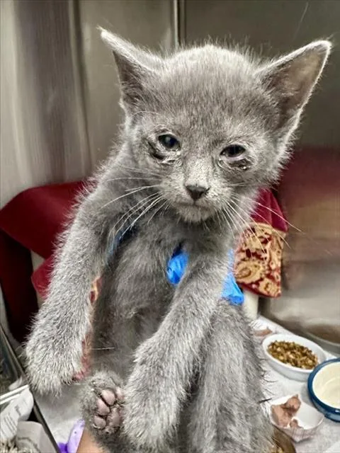 A baby small-sized male Domestic Short Hair cat named Dadu for adoption in Derwood, MD