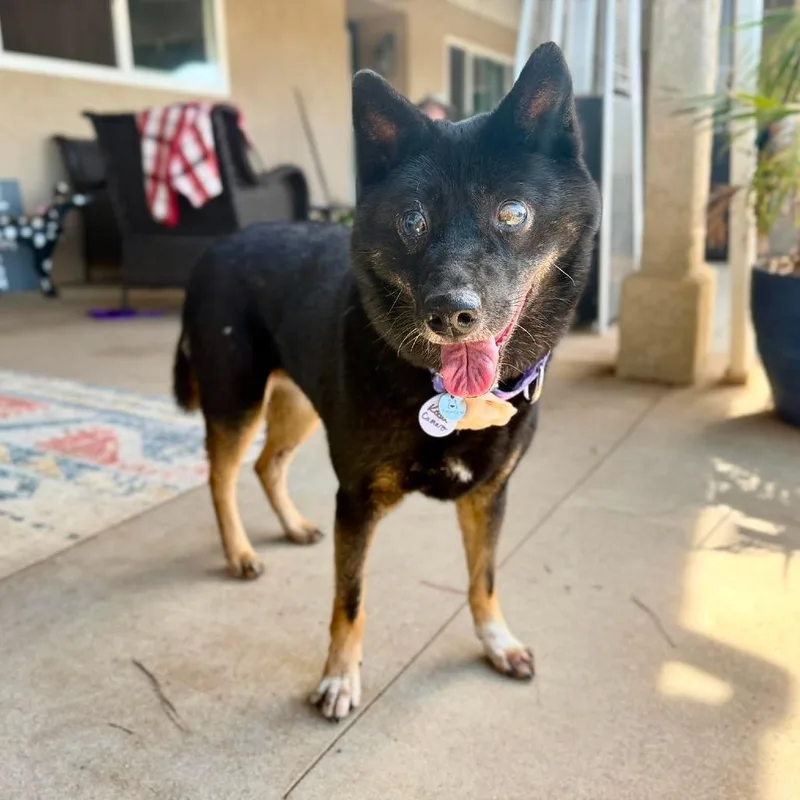 A senior medium-sized female Black Shiba Inu dog named Koda Camaro for adoption in Ramona, CA
