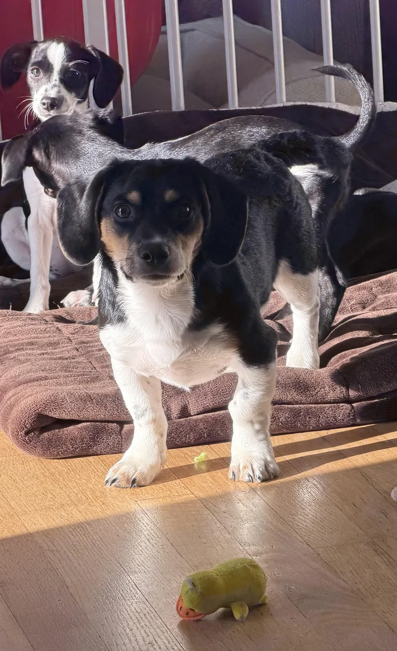 A baby small-sized male Tricolor (Brown, Black, & White) Beagle dog named Elijah for adoption in Stuarts Draft, VA