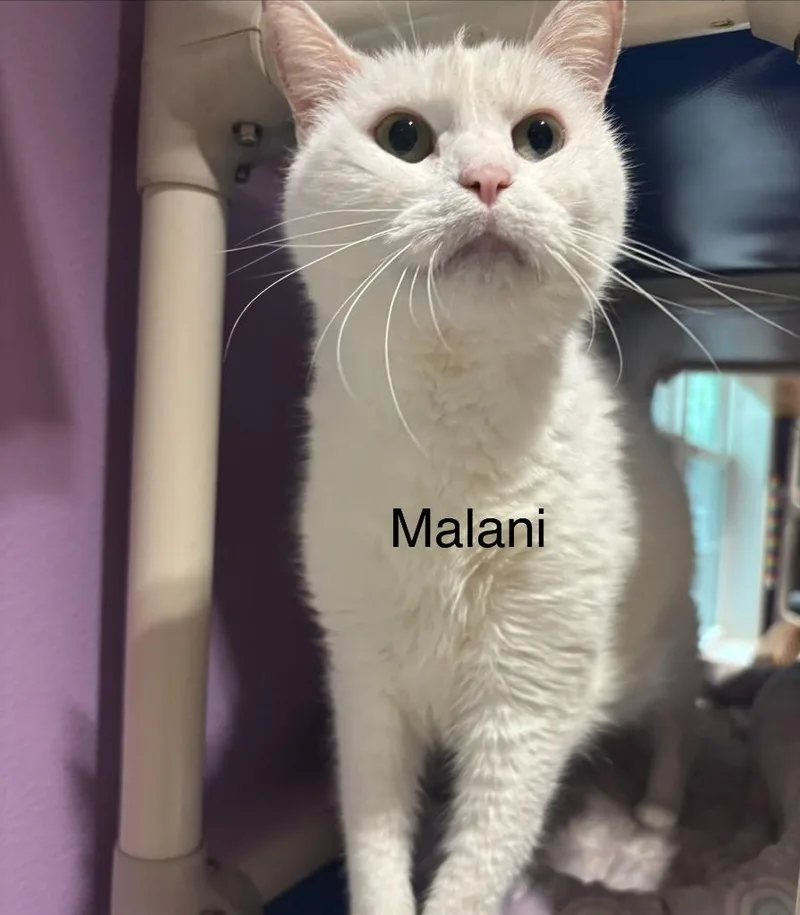 An adult large-sized female Domestic Short Hair cat named Malani for adoption in Cambridge, MD