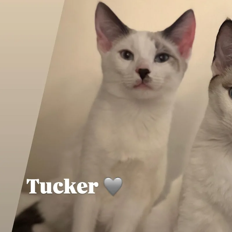 Tucker thumbnail 5