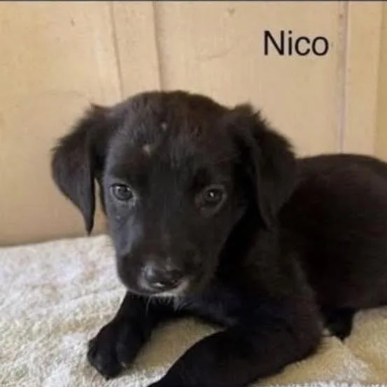 A baby medium-sized male Black Mixed Breed dog named Nico for adoption in Alexandria, VA