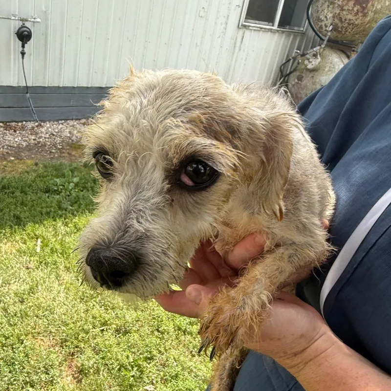 An adult small-sized female White / Cream Havanese dog named Jayna for adoption in Normal, IL