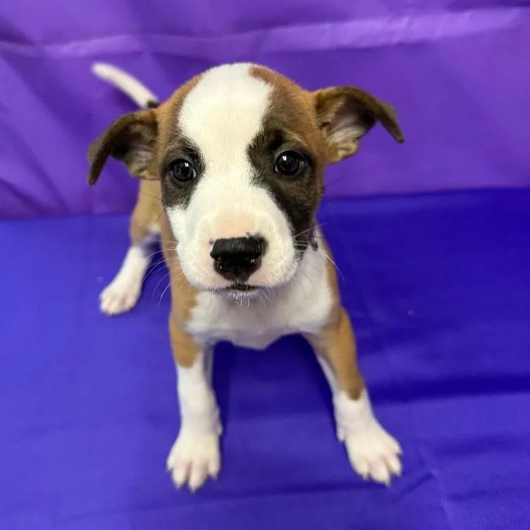 A baby medium-sized female Brown / Chocolate Labrador Retriever dog named Bonnet for adoption in North Myrtle Beach, SC