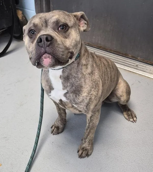 An adult medium-sized male American Bully dog named Pen for adoption in Lawrenceville, GA