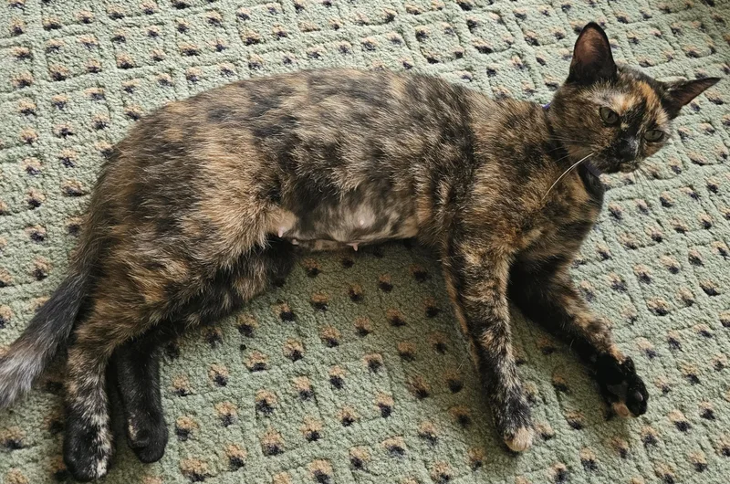 A young medium-sized female Tortoiseshell Domestic Short Hair cat named Libby for adoption in Toledo, OH