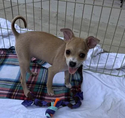 A young small-sized female Chihuahua dog named Penelope for adoption in Kansas City, MO