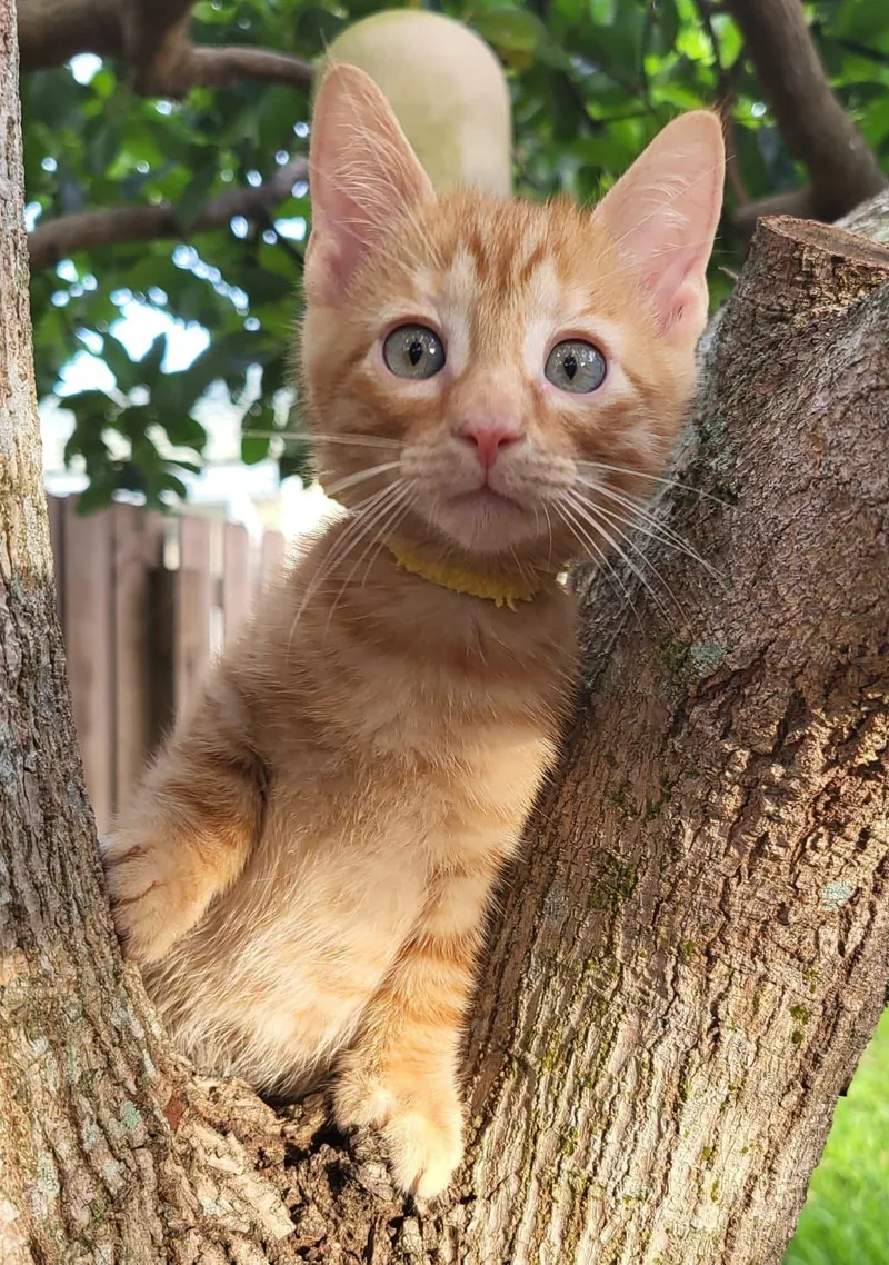 A baby medium-sized male Tabby (Orange / Red) Domestic Short Hair cat named Papaya for adoption in Sunrise, FL