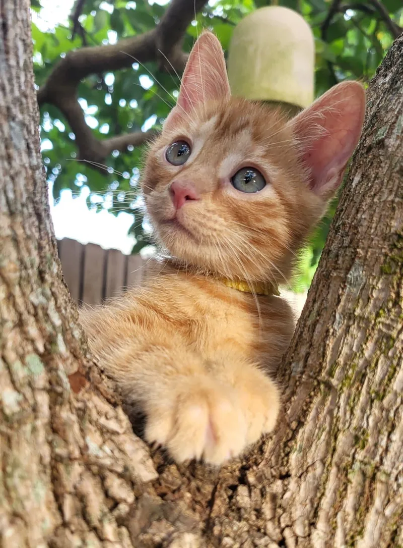 Papaya thumbnail 3