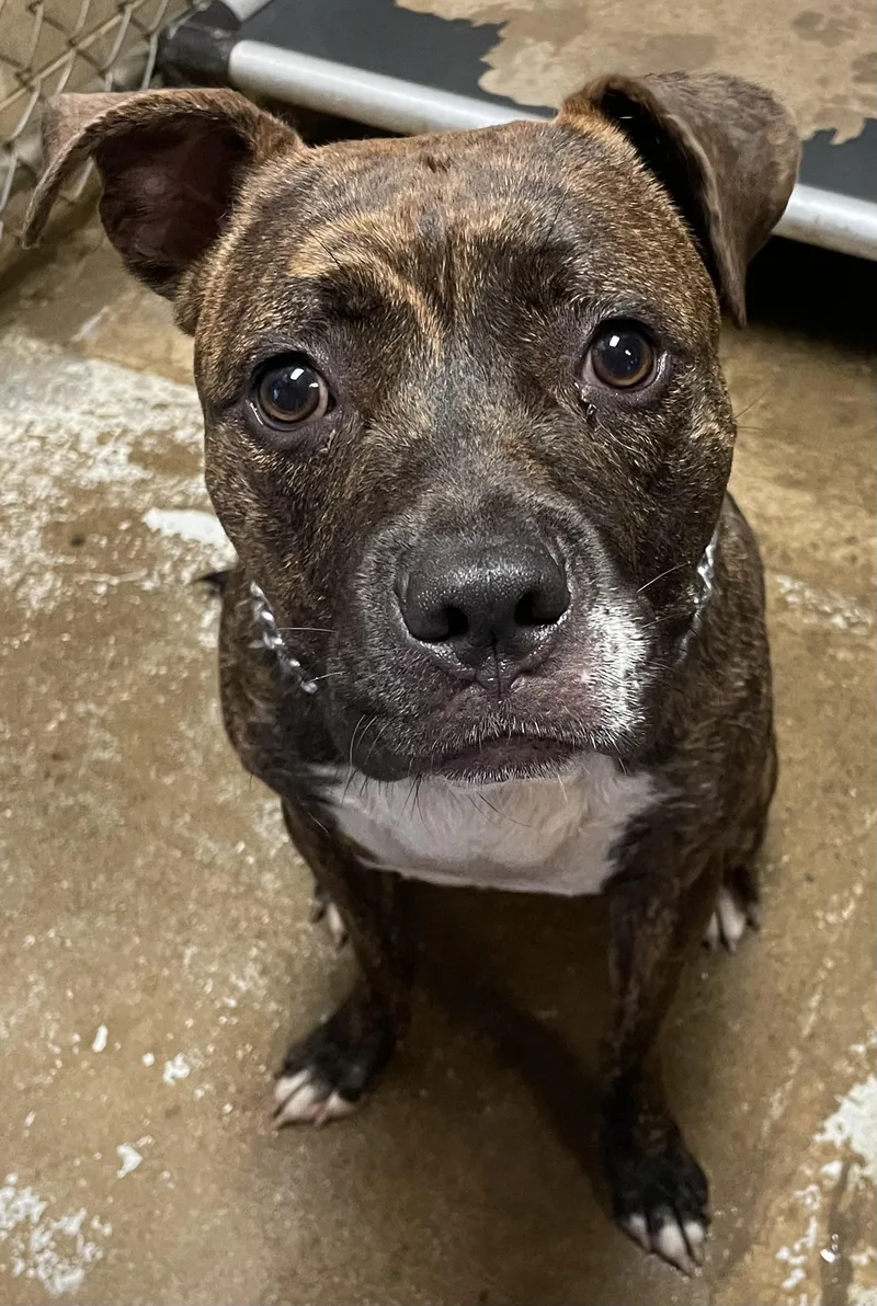 A young medium-sized male Brindle Pit Bull Terrier dog named Zeeko HOLD for adoption in Canton, OH