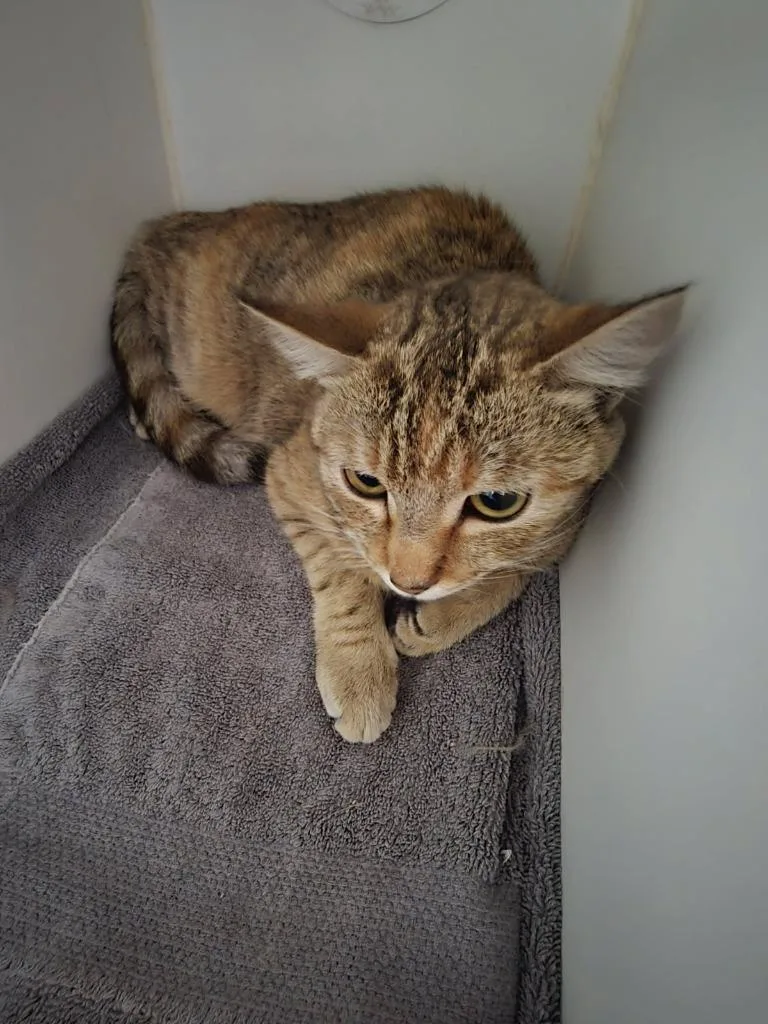 A baby small-sized female Domestic Short Hair cat named Cinnamon for adoption in Coachella, CA