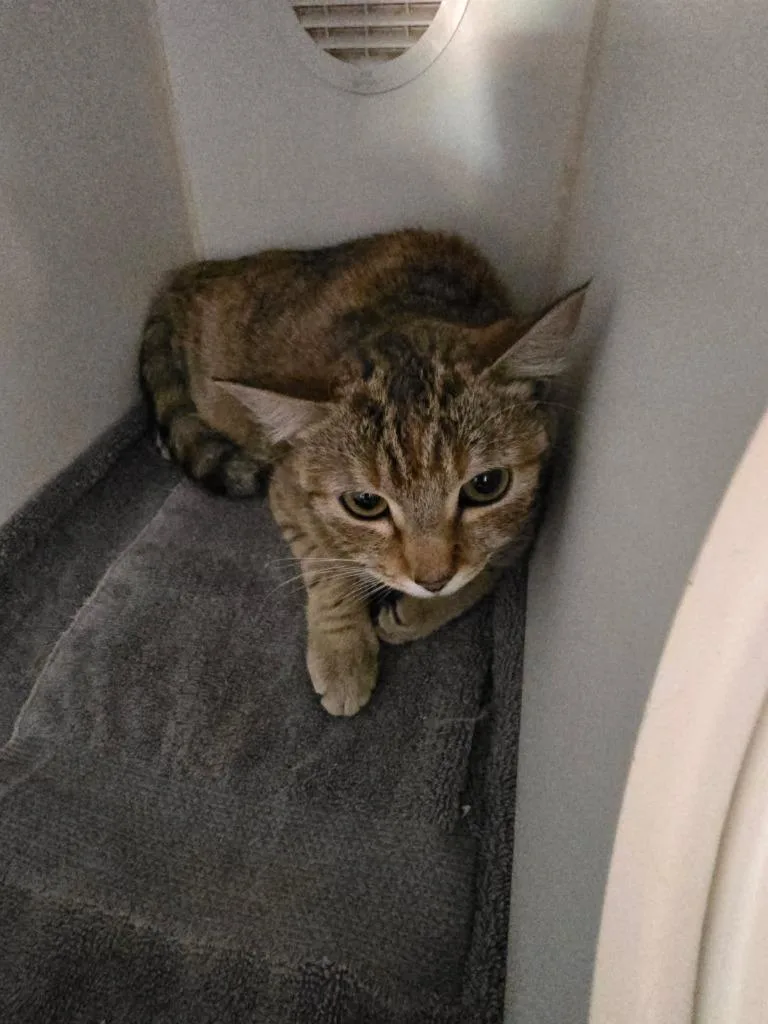 Cinnamon thumbnail 2