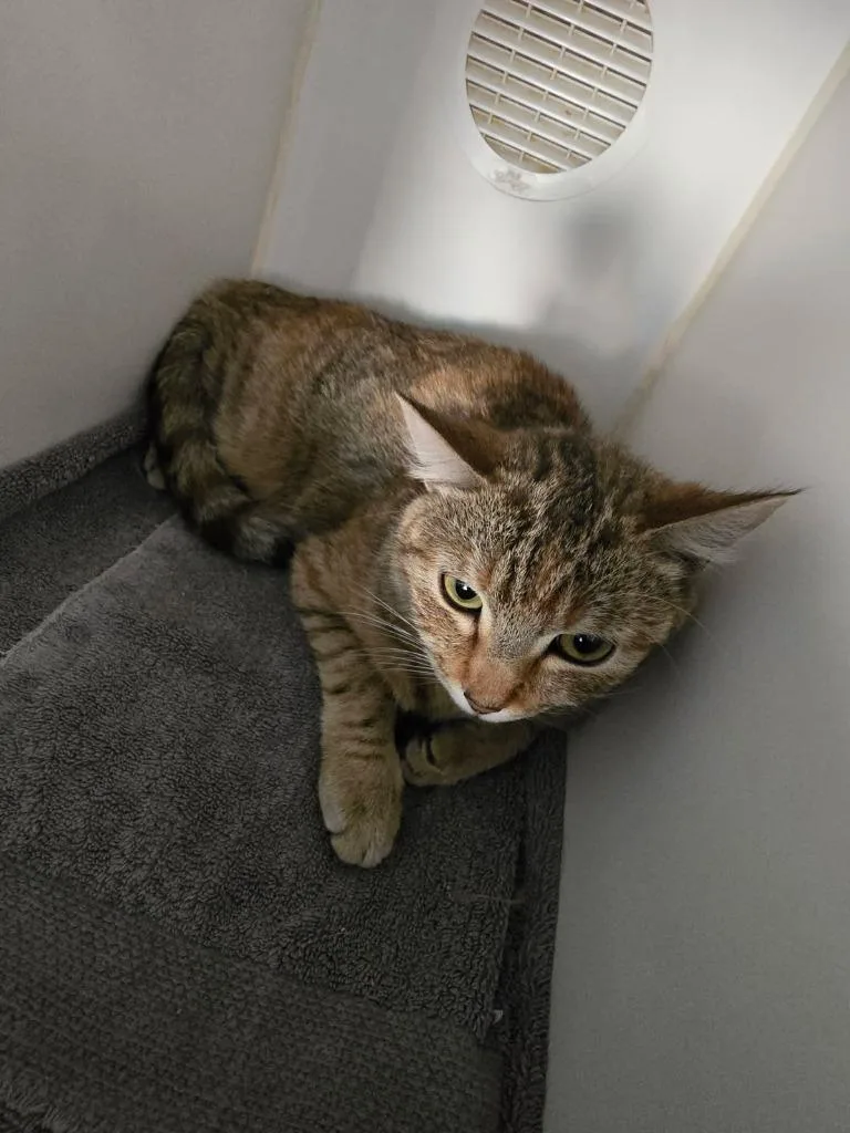 Cinnamon thumbnail 3